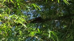 Alouatta macconnelli