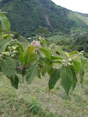 Solanum dolichosepalum
