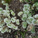Alchemilla haumannii - Photo (c) James Steamer, some rights reserved (CC BY-NC), uploaded by James Steamer