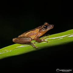 Scinax tymbamirim