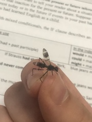 Insecta