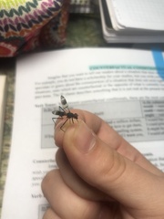 Insecta