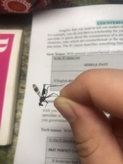 Insecta