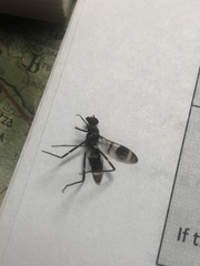 Insecta