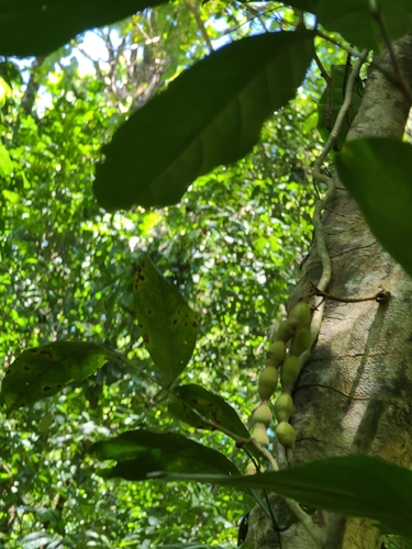 Swartzia pinnata observed 2021-03-02