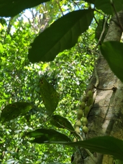Swartzia pinnata