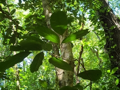 Swartzia pinnata