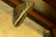 Dasyophthalma rusina