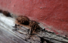 Stemonitis axifera