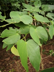 Bauhinia forficata
