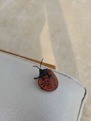 Discomorpha conspersipennis