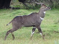 Tragelaphus buxtoni