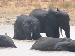 Loxodonta cyclotis