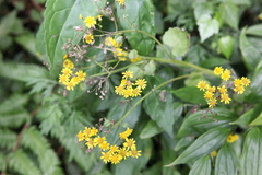 Sinosenecio oldhamianus