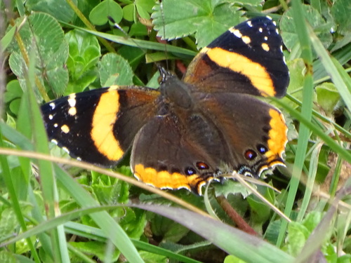 Subspecies Vanessa dimorphica aethiopica · iNaturalist United Kingdom