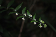 Rhynchospermum verticillatum