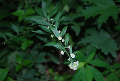 Rhynchospermum verticillatum