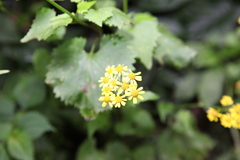 Sinosenecio oldhamianus