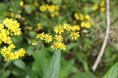 Sinosenecio oldhamianus
