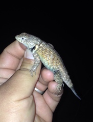 Sceloporus hunsakeri