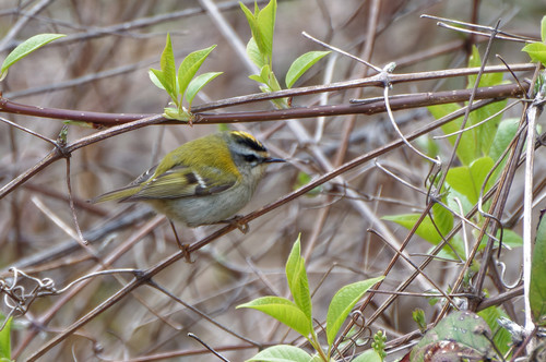 Reyezuelo listado (Regulus ignicapilla)