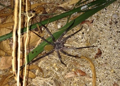 Califorctenus cacachilensis