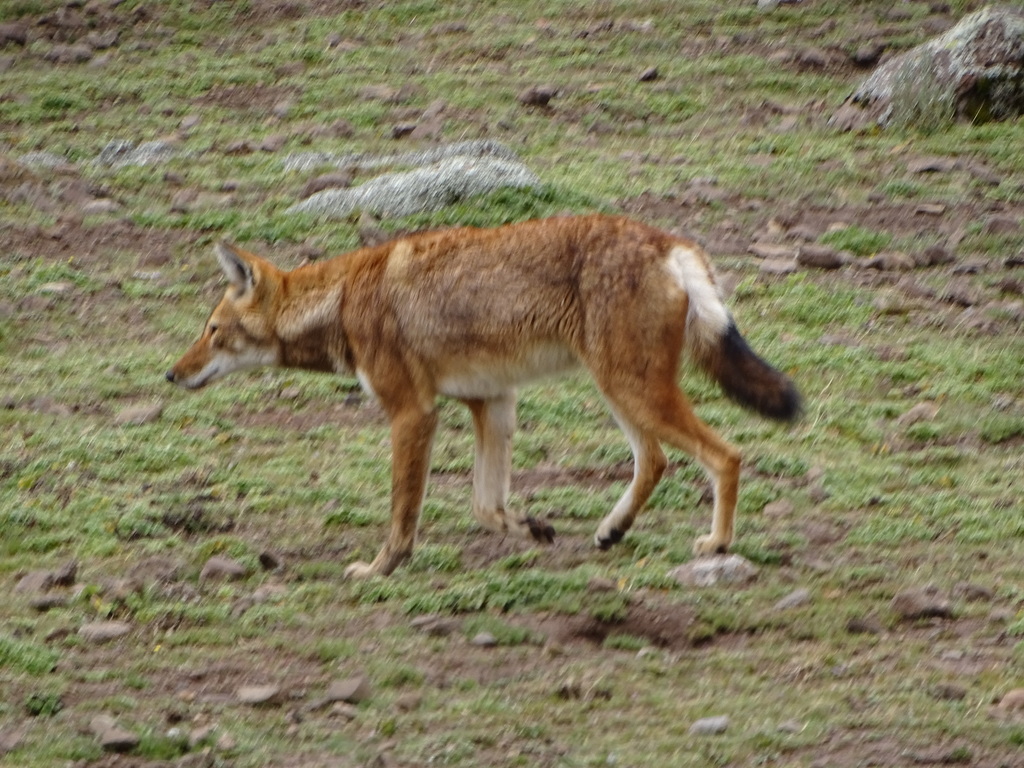 Canis simensis, Bale, ET-OR, ET, by jimsteamer