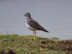 Vanellus melanocephalus
