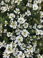 Iberis sempervirens