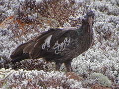 Bostrychia carunculata