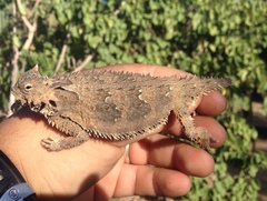 Phrynosoma coronatum