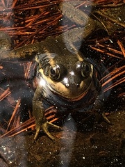 Lithobates virgatipes