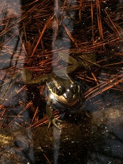 Lithobates virgatipes