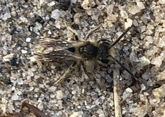 Parandrena