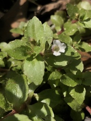 Gratiola virginiana