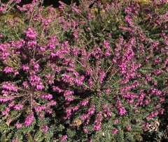 Erica carnea