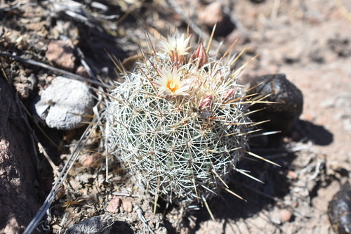 Coryphantha potosiana