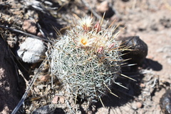 Coryphantha potosiana