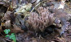 Ramaria fennica