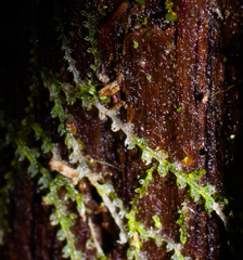 Fuscocephaloziopsis lunulifolia