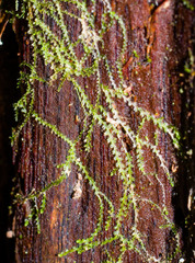 Fuscocephaloziopsis lunulifolia