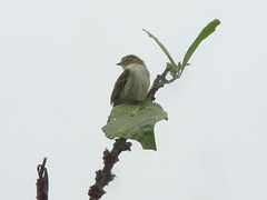 Zimmerius albigularis