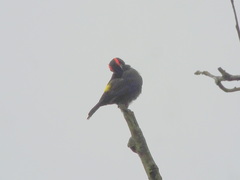 Heterospingus xanthopygius