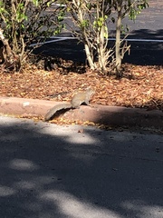 Sciurus carolinensis