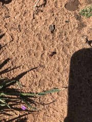 Myrmecocystus