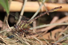 Phanogomphus minutus