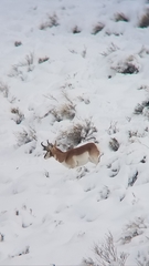 Antilocapra americana