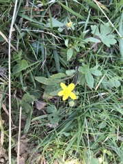 Ranunculus occidentalis occidentalis