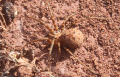 Hersiliola