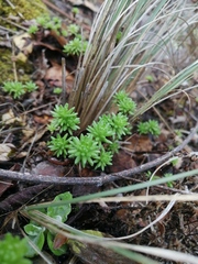 Sedum madrense